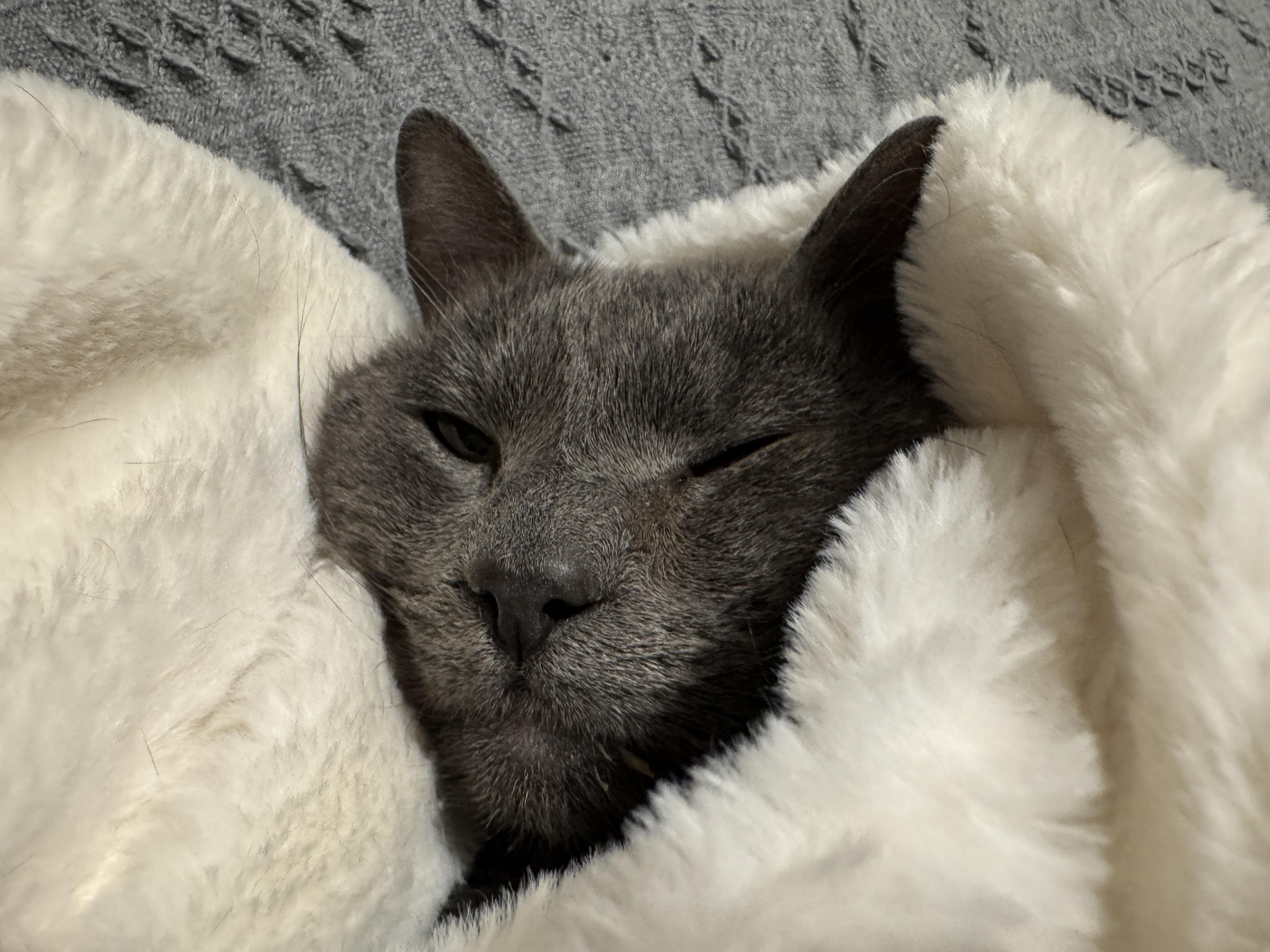 Enlarge Biscuit, an adopted mixed breed in Bayonne, NJ image 5/6