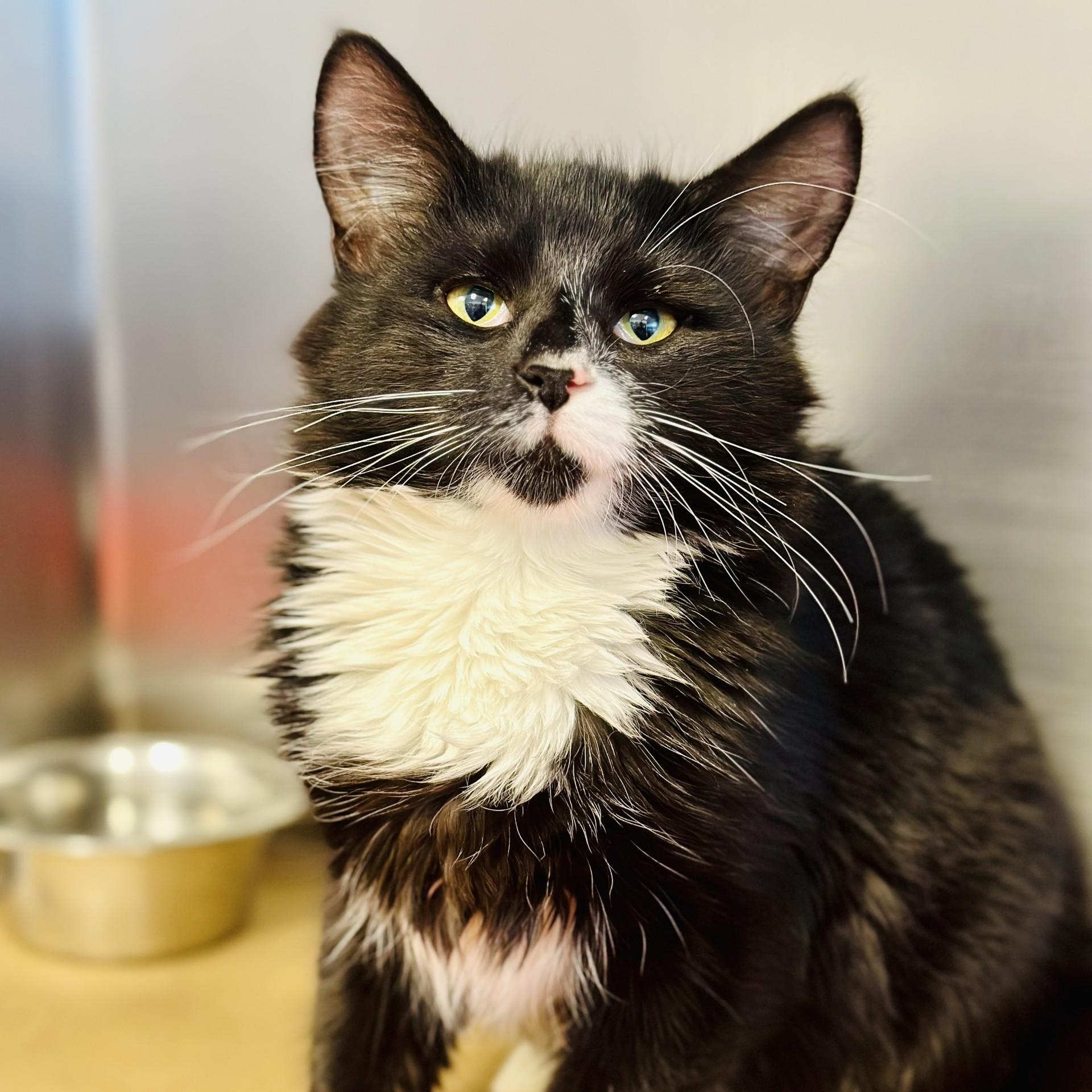 Aphrodite, a Adoptable Domestic Medium Hair in Manahawkin, NJ image 1/2