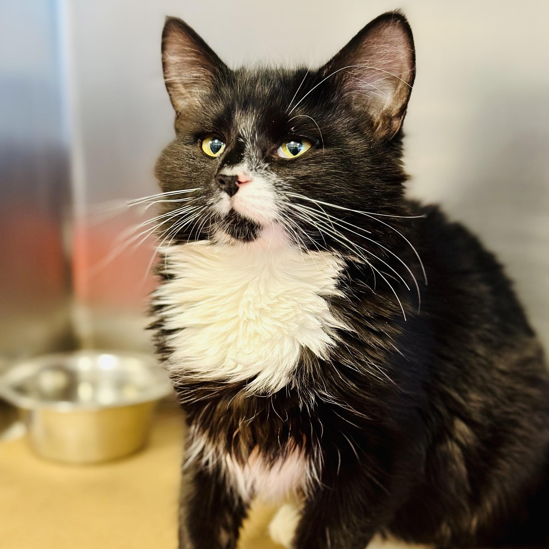 Aphrodite, a Adoptable Domestic Medium Hair in Manahawkin, NJ image 2/2