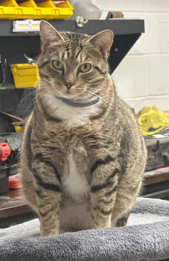 Aurora, Adoptable, Adult Female Domestic Short Hair & Tabby.