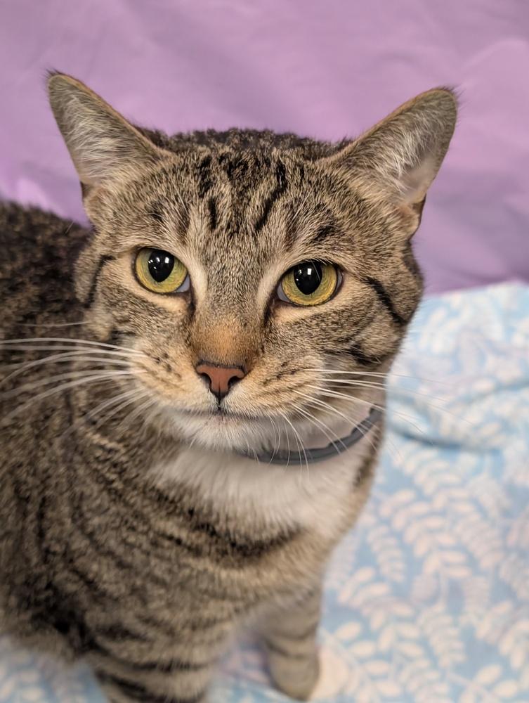 Enlarge Aurora, a Adoptable mixed breed in Greensboro, NC image 2/6