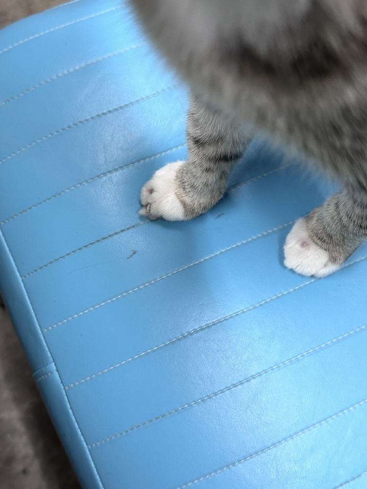 Enlarge Aurora, a Adoptable mixed breed in Greensboro, NC image 3/6