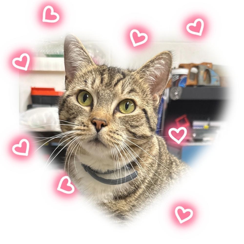 Enlarge Aurora, a Adoptable mixed breed in Greensboro, NC image 4/6