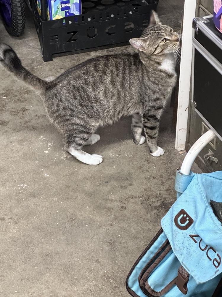 Aurora, Adoptable, Adult Female Domestic Short Hair & Tabby.