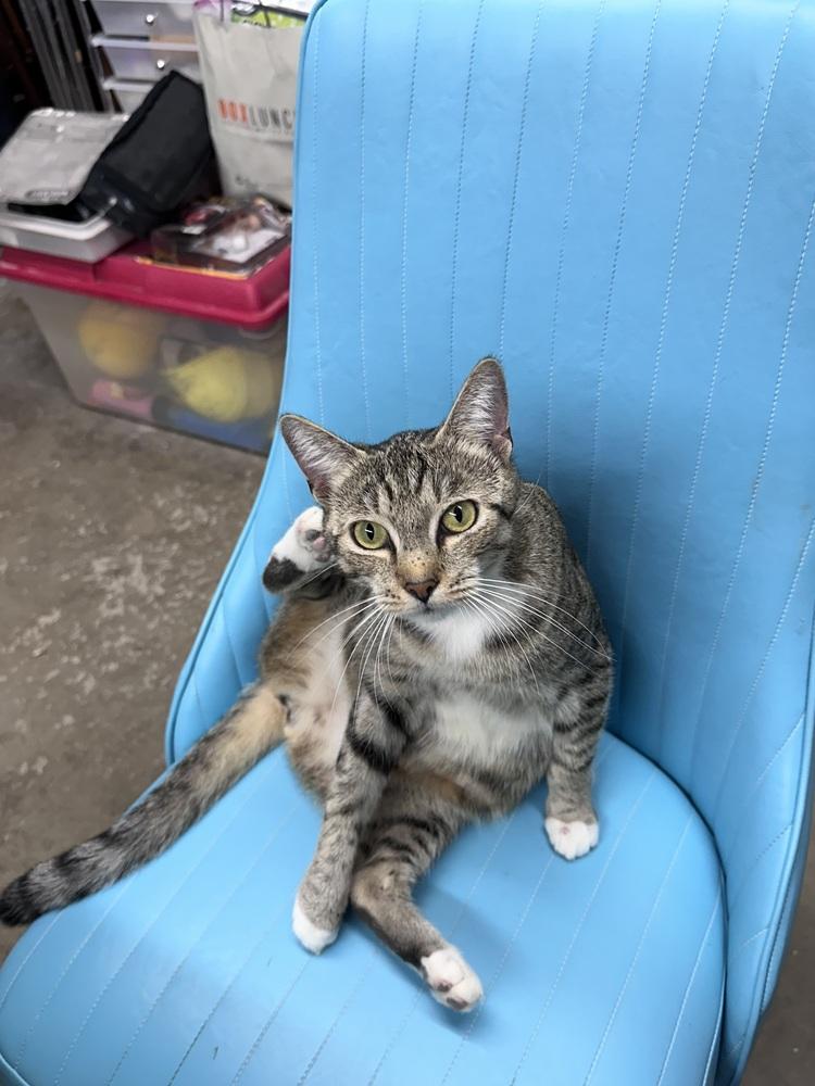 Enlarge Aurora, a Adoptable mixed breed in Greensboro, NC image 6/6