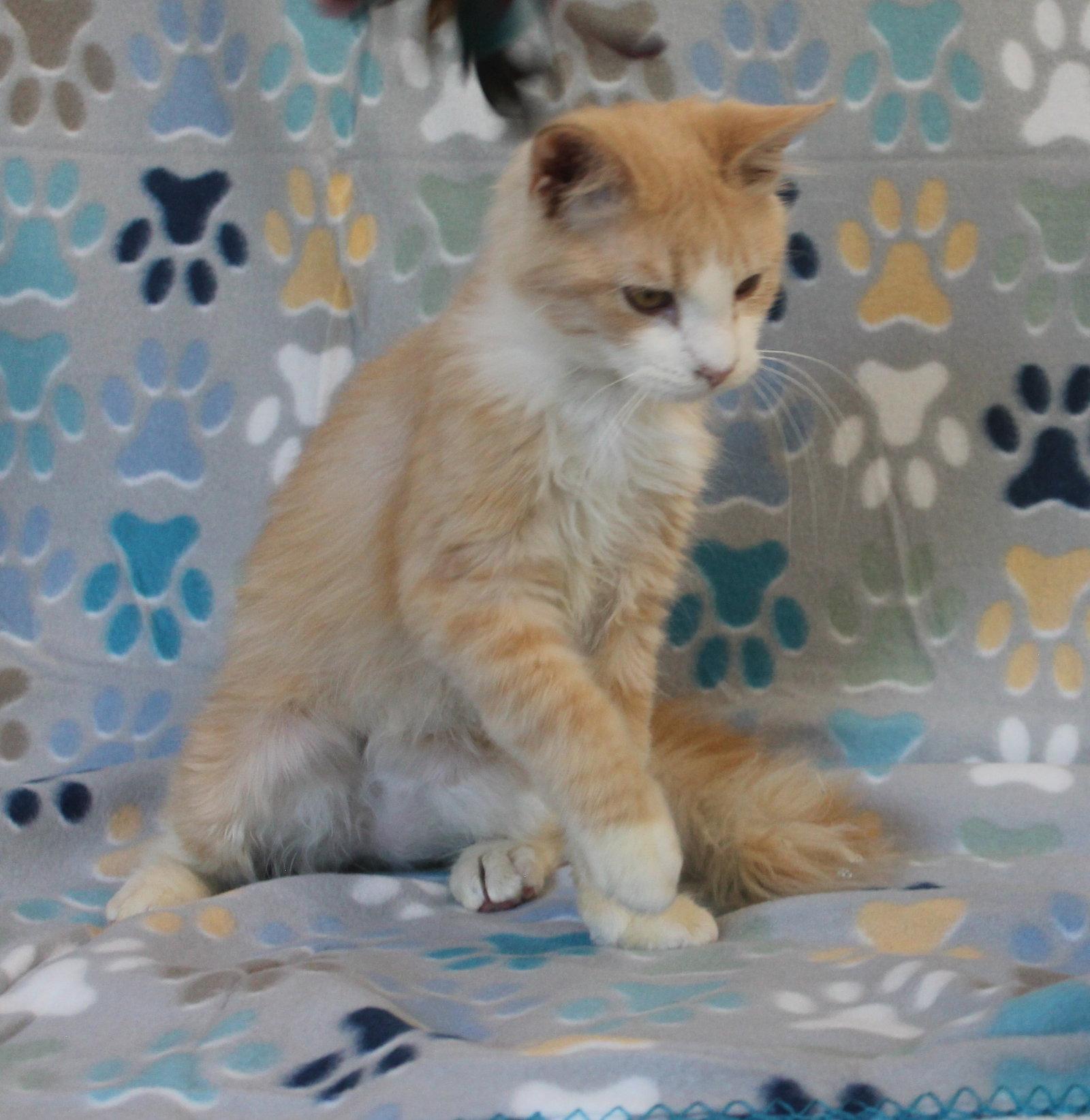 Enlarge Cheeto - 44226, a Adoptable Domestic Long Hair in Prattville, AL image 1/3