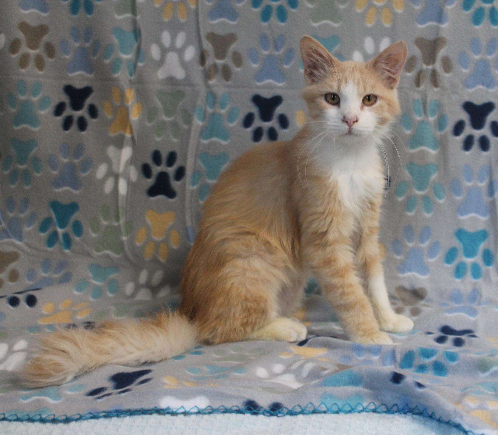 Enlarge Cheeto - 44226, a Adoptable Domestic Long Hair in Prattville, AL image 2/3