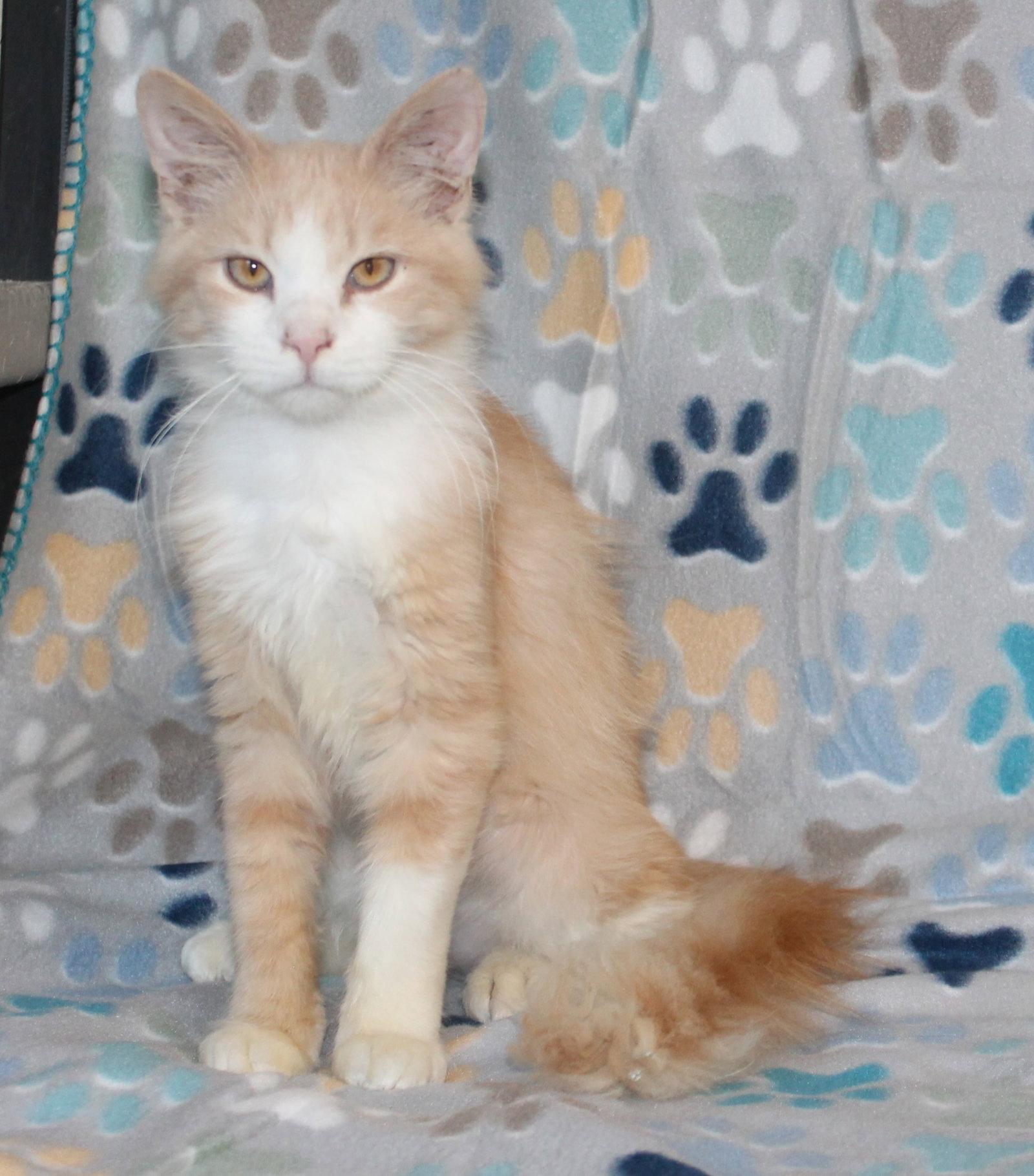 Enlarge Cheeto - 44226, a Adoptable Domestic Long Hair in Prattville, AL image 3/3