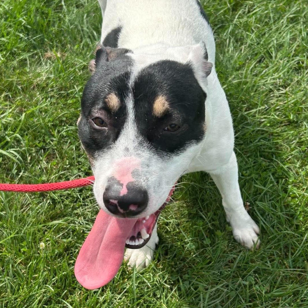 Enlarge 192108 LOOKING FOR OWNER, a Adoptable mixed breed in Ravenna, OH image 2/5