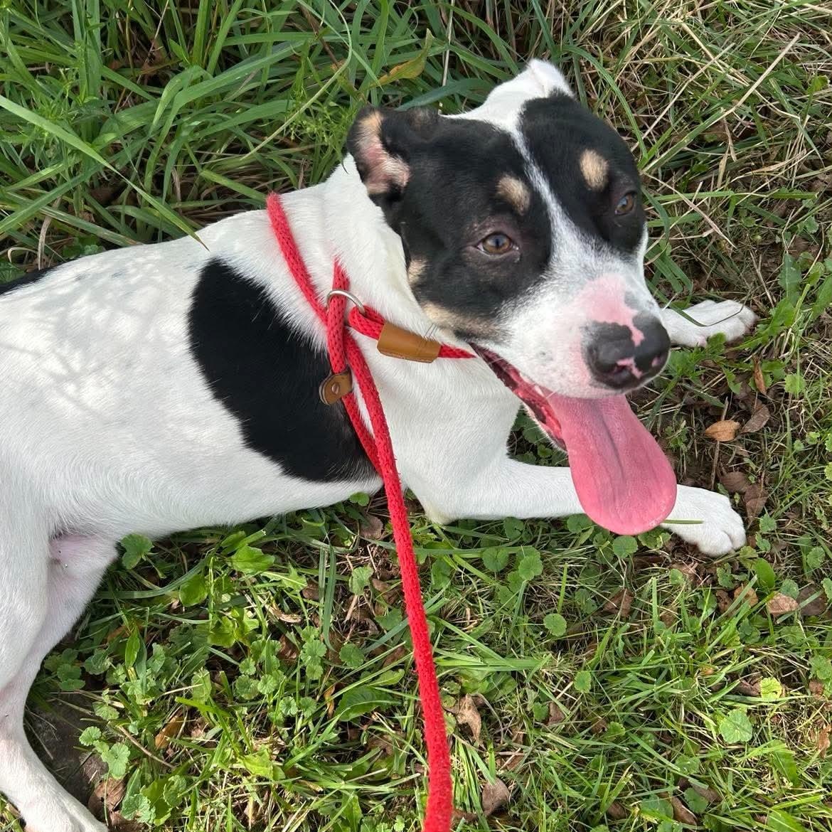Enlarge 192108 LOOKING FOR OWNER, a Adoptable mixed breed in Ravenna, OH image 3/5