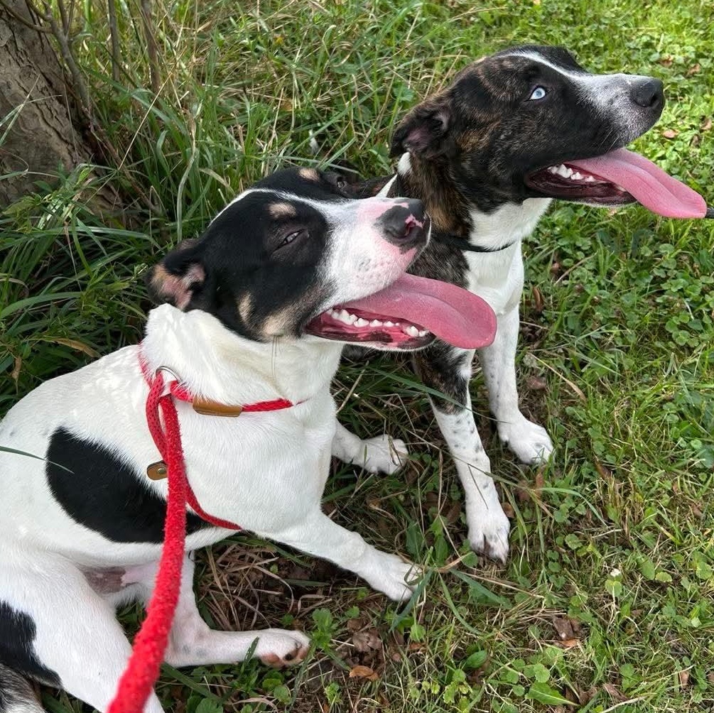 Enlarge 192108 LOOKING FOR OWNER, a Adoptable mixed breed in Ravenna, OH image 4/5