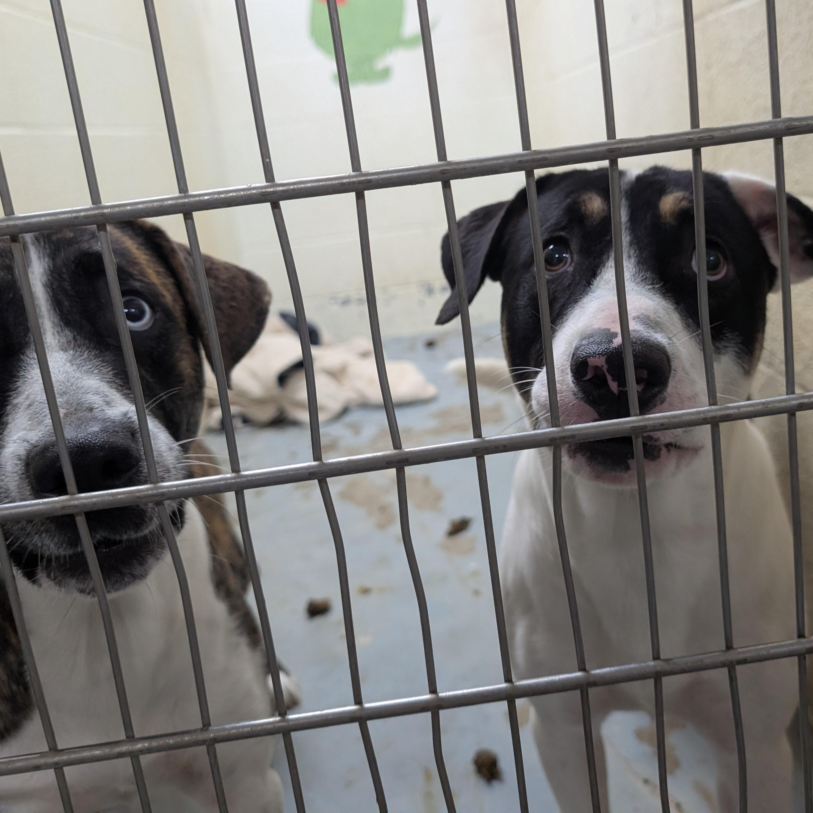 Enlarge 192108 LOOKING FOR OWNER, a Adoptable mixed breed in Ravenna, OH image 5/5
