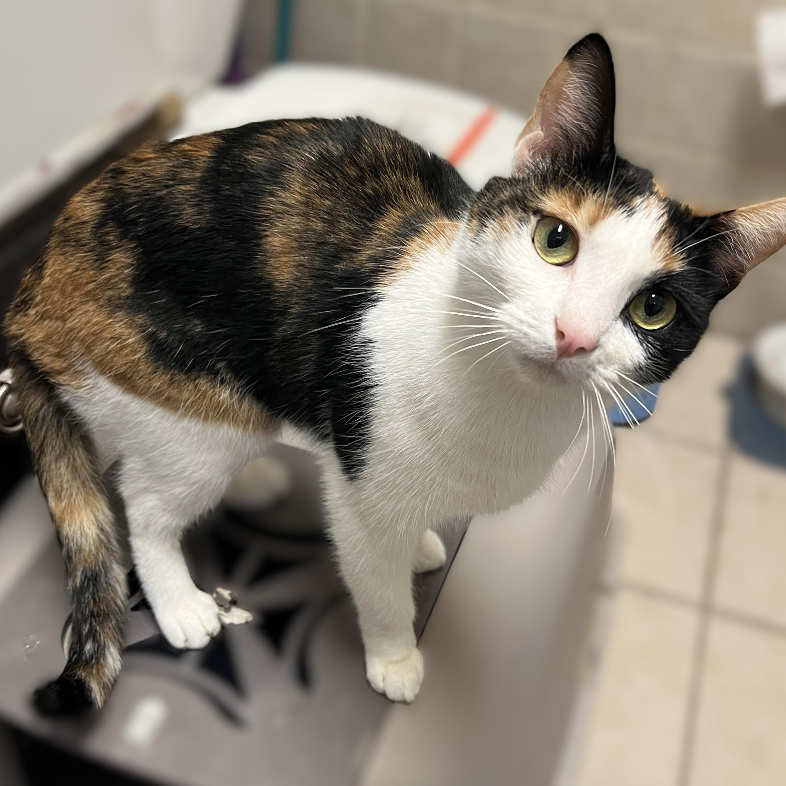 Sweet Pea, Adoptable, Young Female Calico.