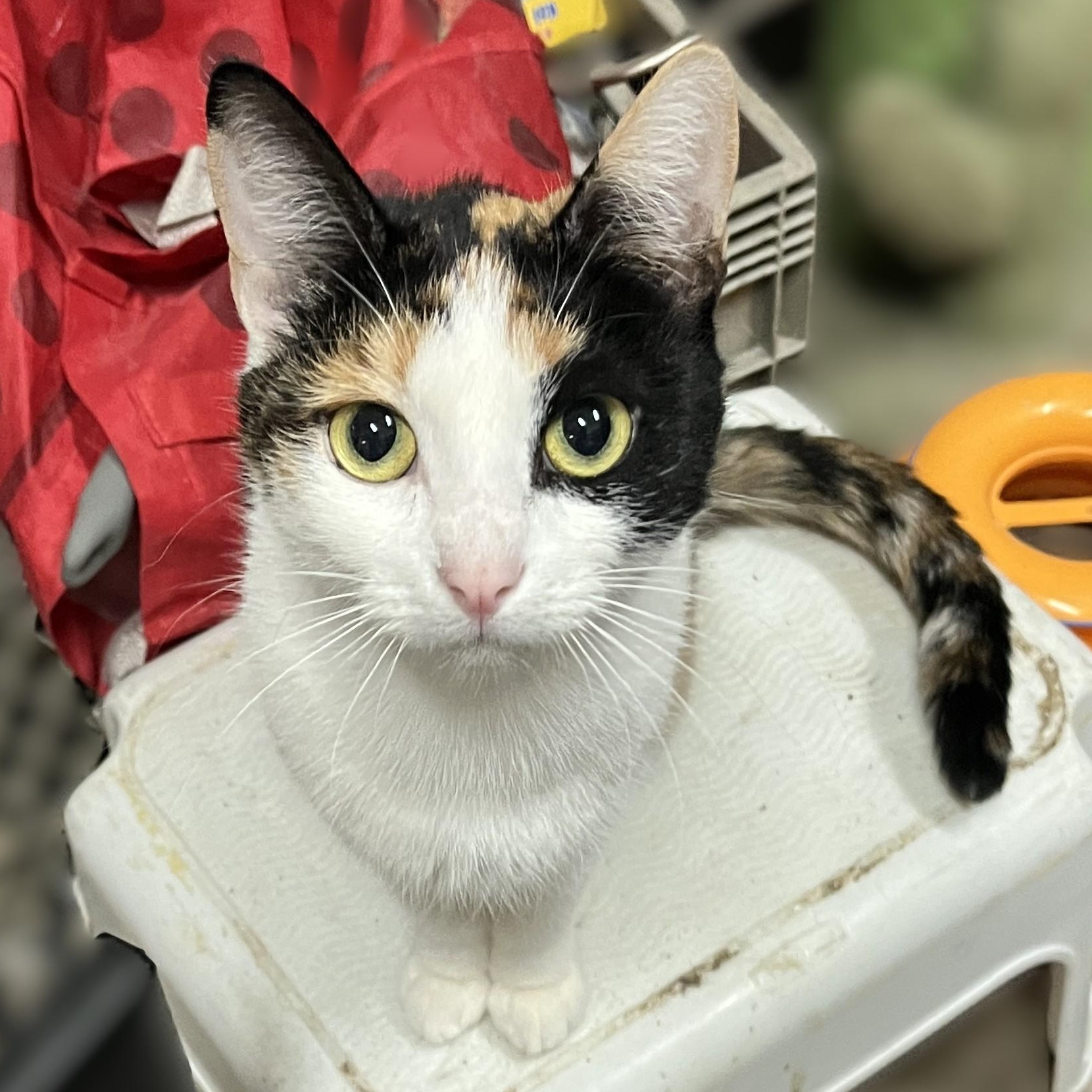 Enlarge Sweet Pea, a Adoptable Calico in Shingletown, CA image 2/3
