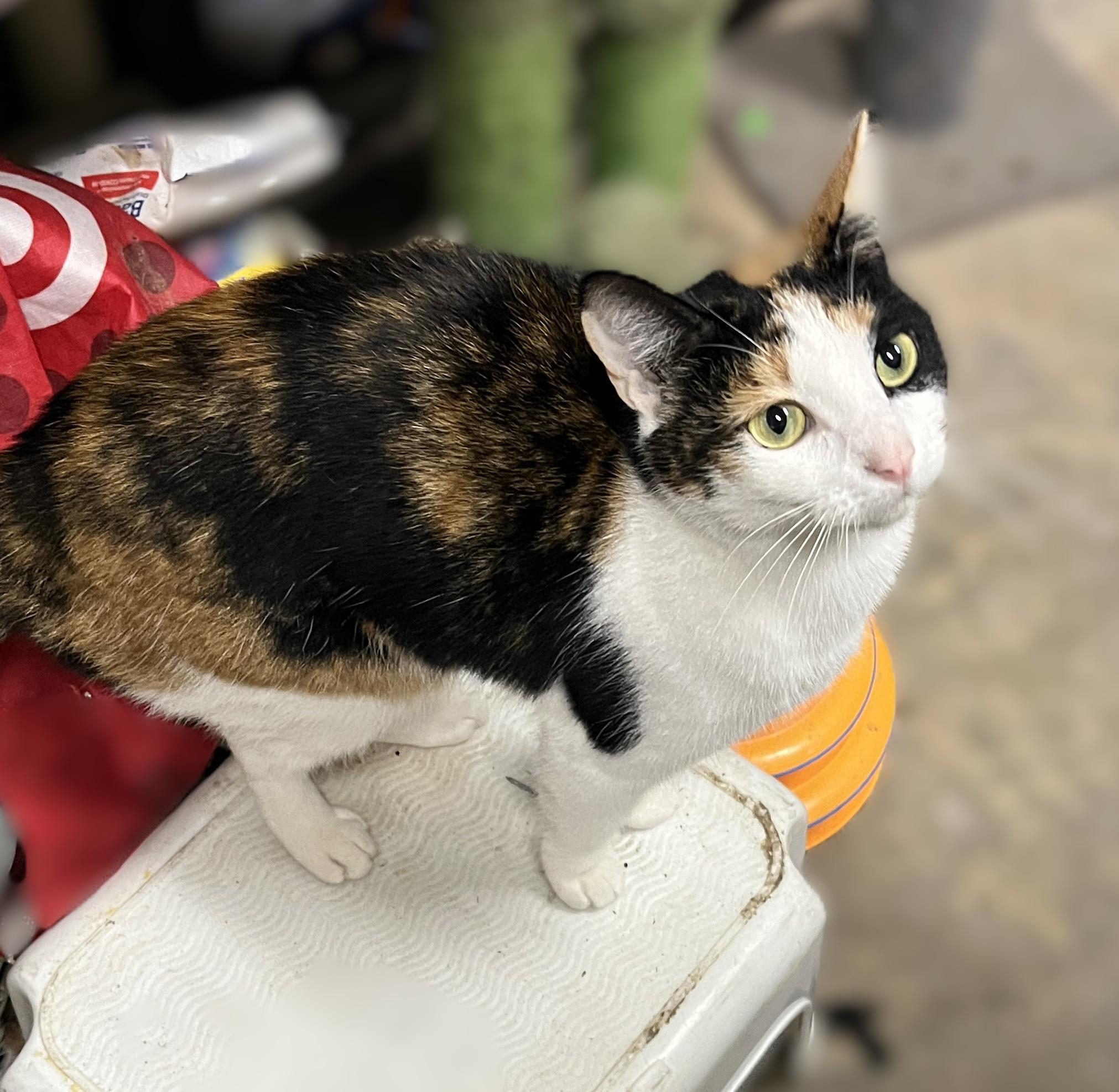 Enlarge Sweet Pea, a Adoptable Calico in Shingletown, CA image 3/3
