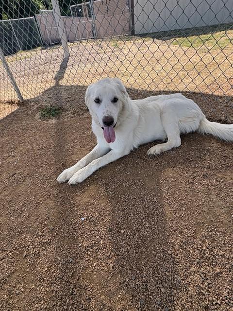 Enlarge KINTO, a Adoptable Great Pyrenees in Killeen, TX image 1/1