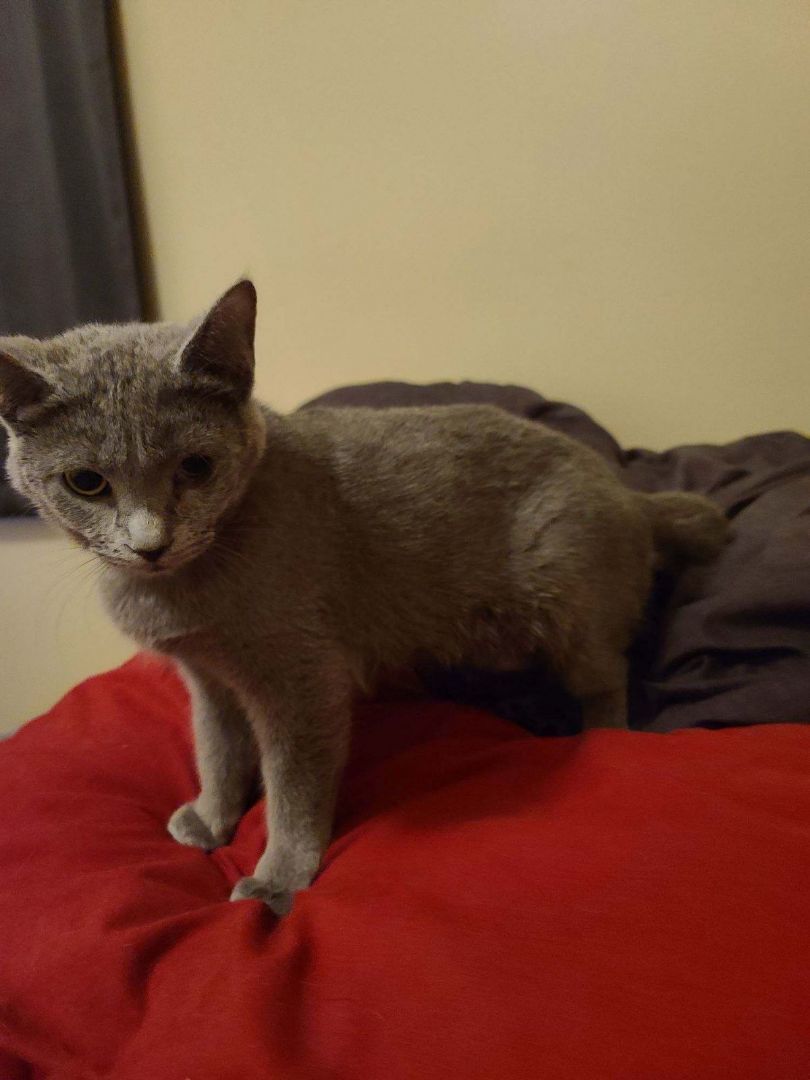 Dora, Adopted, Young Female Domestic Short Hair.