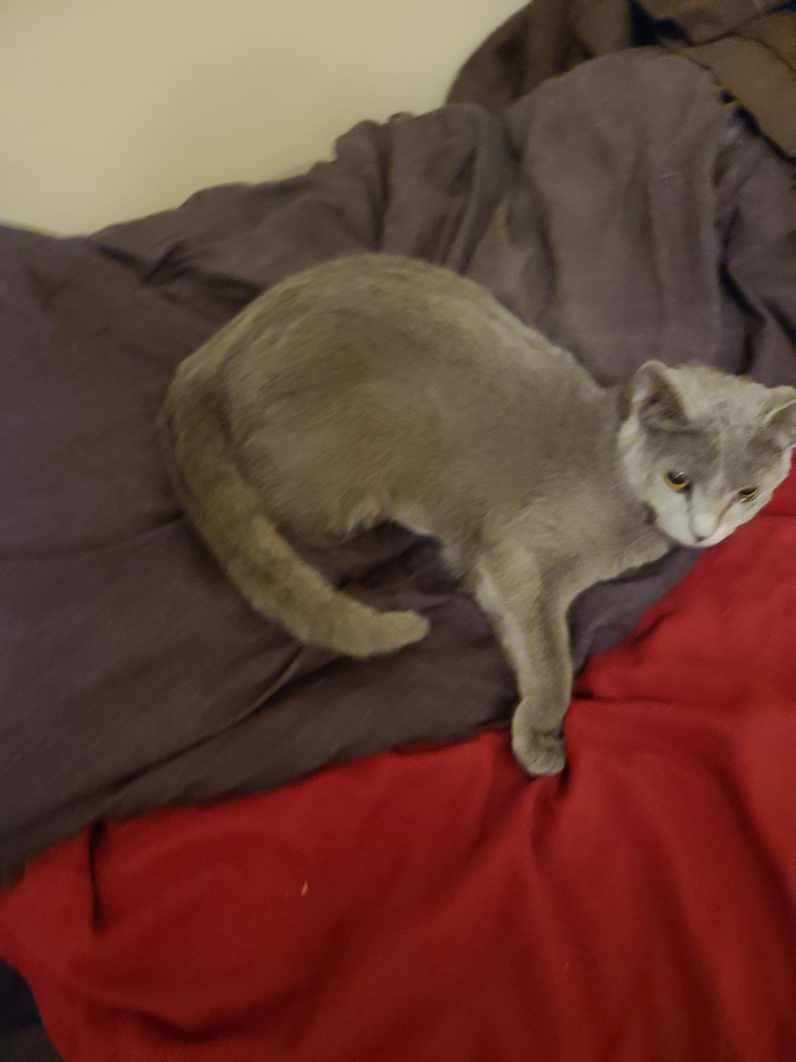 Dora, a Adopted Domestic Short Hair in Clarksville, TN image 3/3