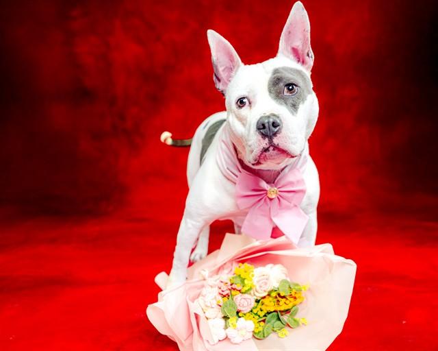 QUEENIE, Adoptable, Young Female English Bulldog & Pit Bull Terrier.