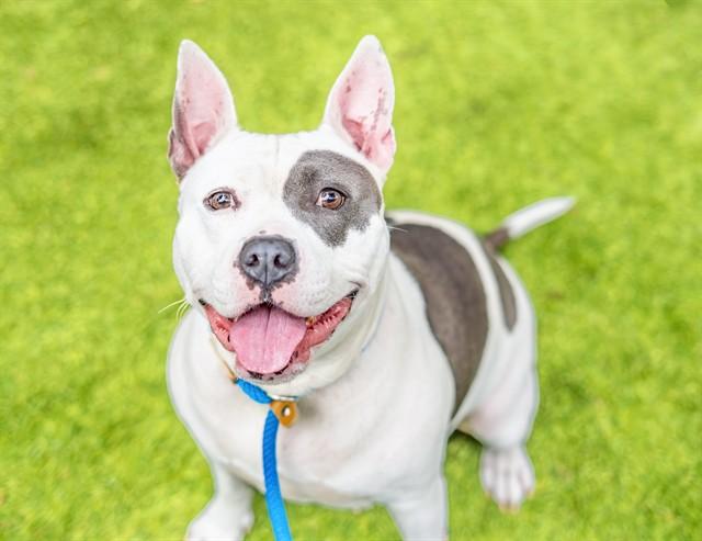 QUEENIE, Adoptable, Young Female English Bulldog & Pit Bull Terrier.
