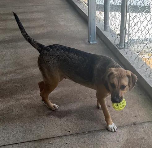 Enlarge Cyprus, an adoptable mixed breed in Parma, OH image 2/2