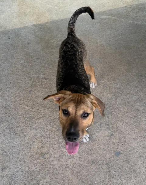 Enlarge Cyprus, an adoptable mixed breed in Parma, OH image 1/2