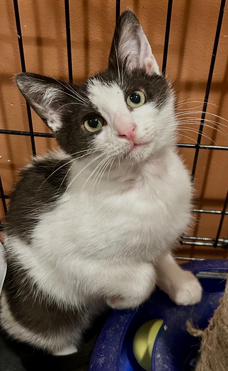 Cairo, ADOPTABLE, Kitten Male Domestic Short Hair & Tuxedo.