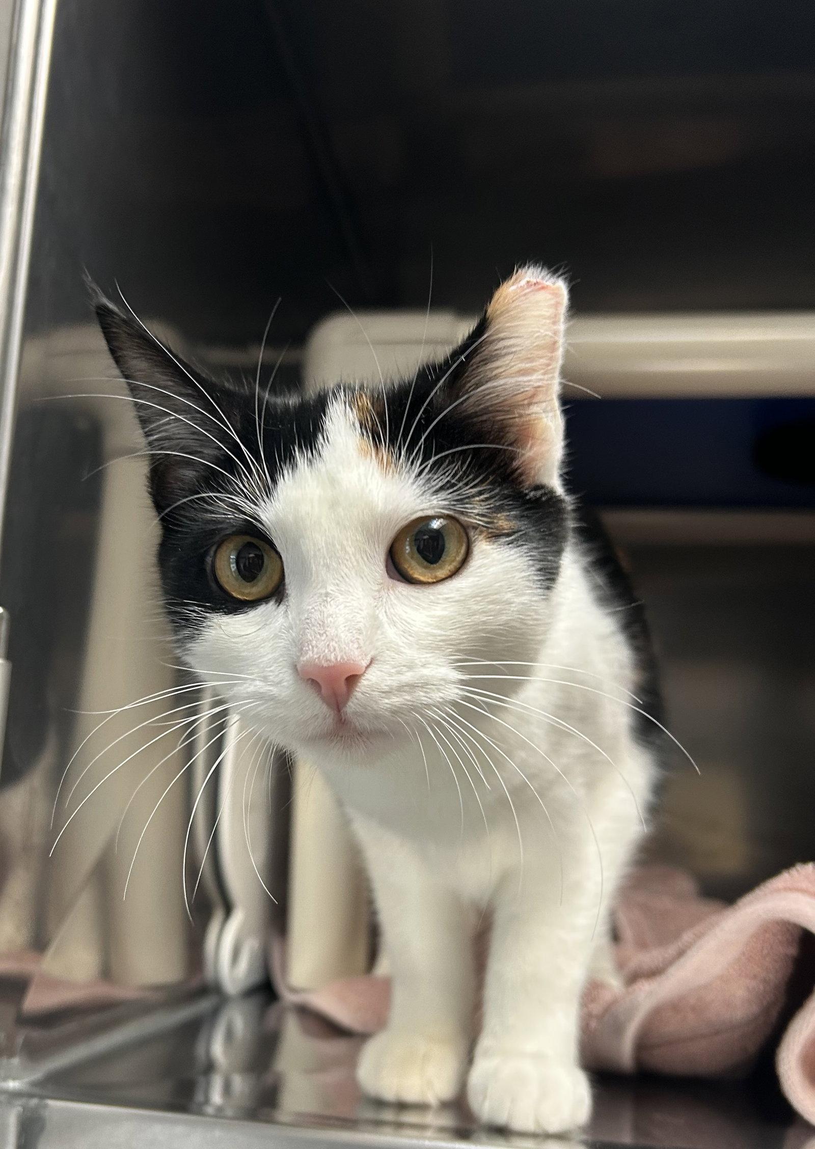 Enlarge Skipper, a Adoptable Domestic Short Hair in Lancaster, PA image 1/1
