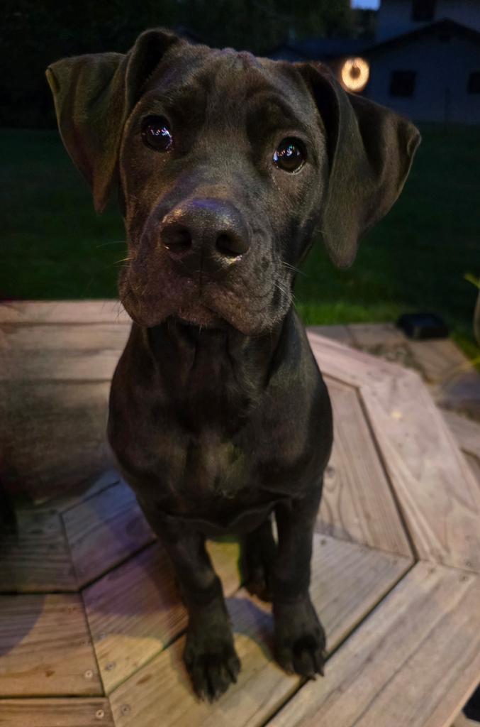 CD, a Adoptable Mixed Breed in Spooner, WI image 2/6