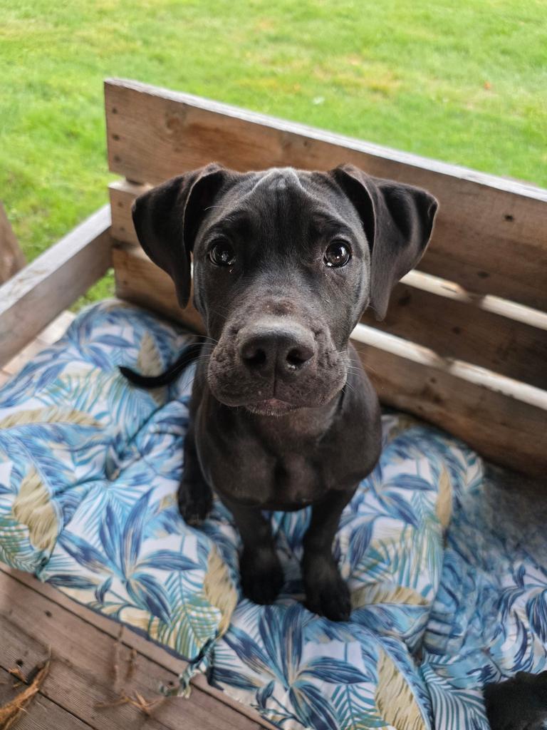 CD, a Adoptable Mixed Breed in Spooner, WI image 3/6