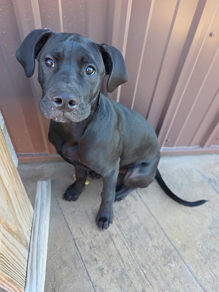 CD, a Adoptable Mixed Breed in Spooner, WI image 4/6