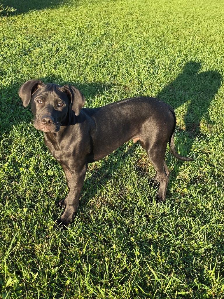 CD, a Adoptable Mixed Breed in Spooner, WI image 5/6