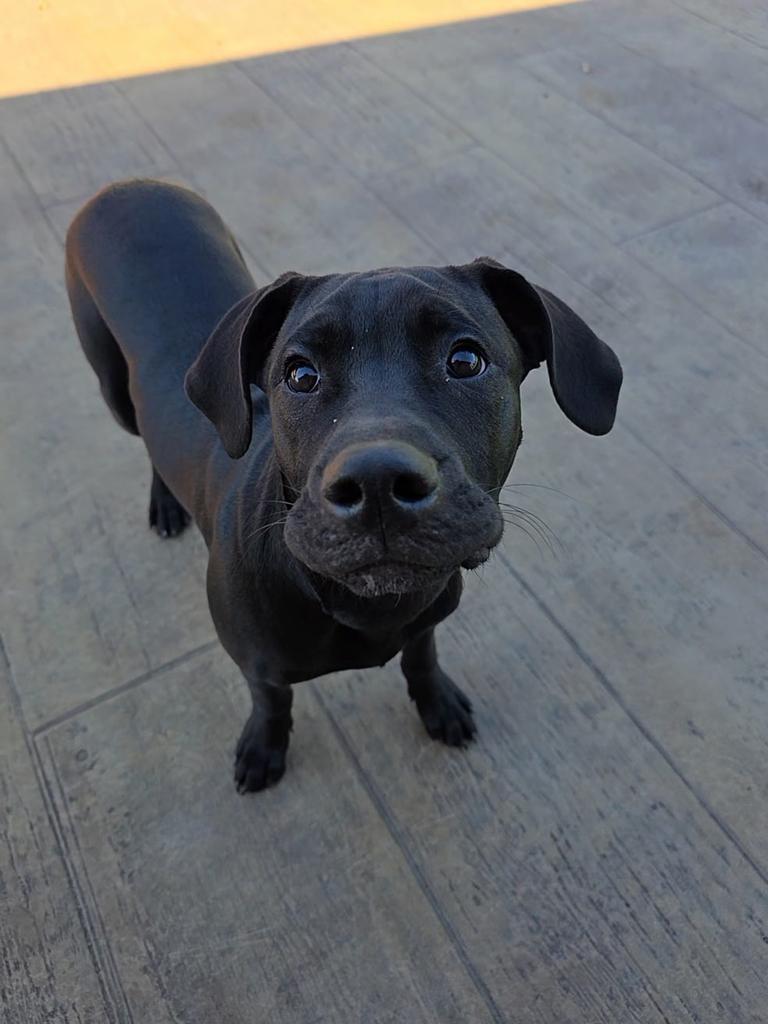 CD, a Adoptable Mixed Breed in Spooner, WI image 6/6