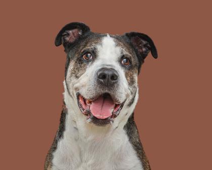 Enlarge Cocoa, a Adoptable mixed breed in Mount Holly, NJ image 2/3