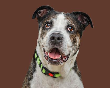 Cocoa, Adoptable, Senior Female American Staffordshire Terrier & Pit Bull Terrier.