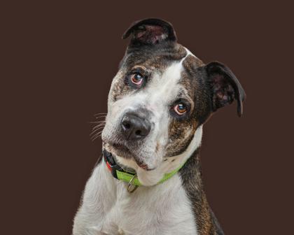 Enlarge Cocoa, a Adoptable mixed breed in Mount Holly, NJ image 3/3