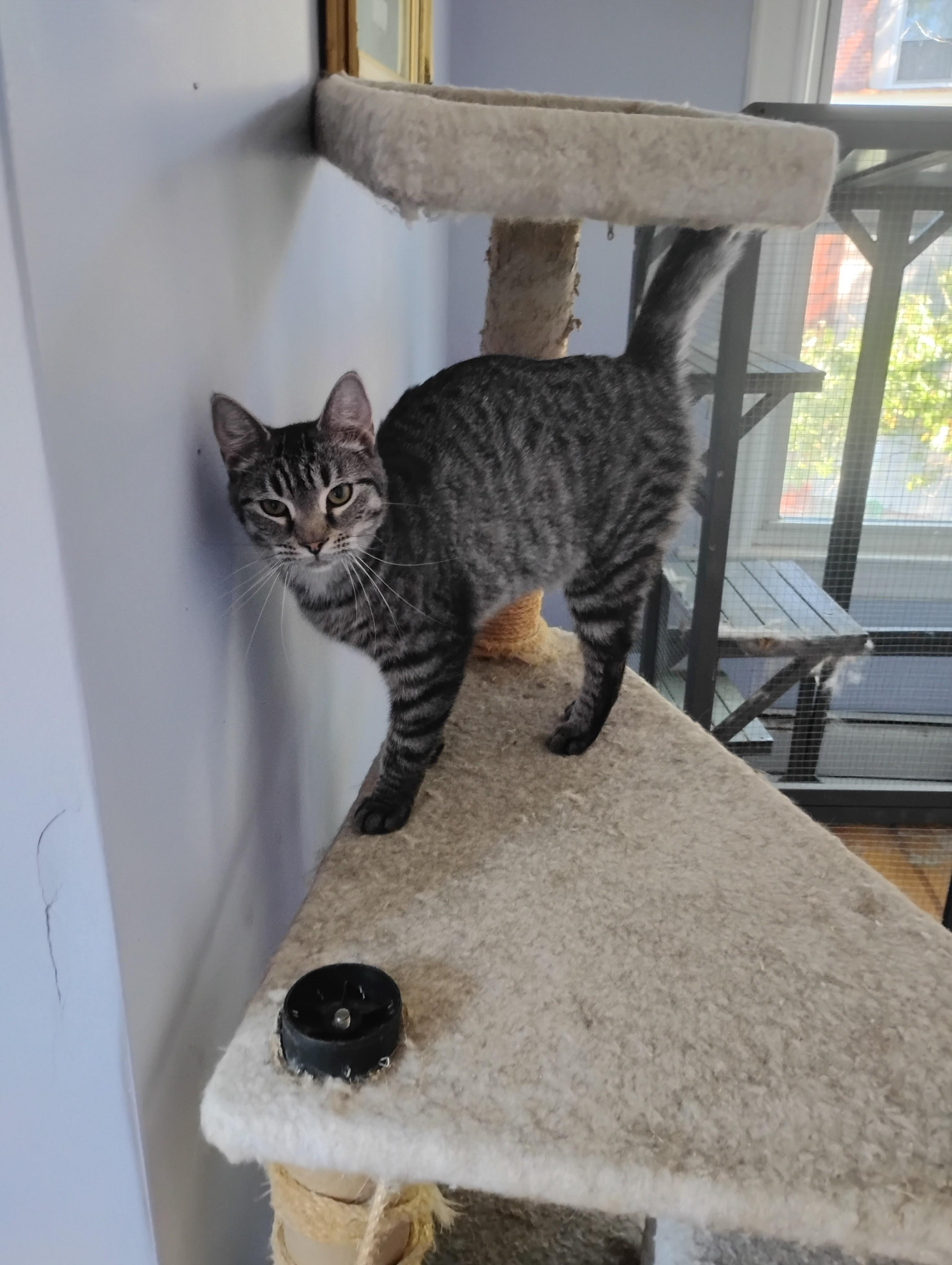 Enlarge Happy, a Adoptable Domestic Short Hair in Springfield, MA image 1/3