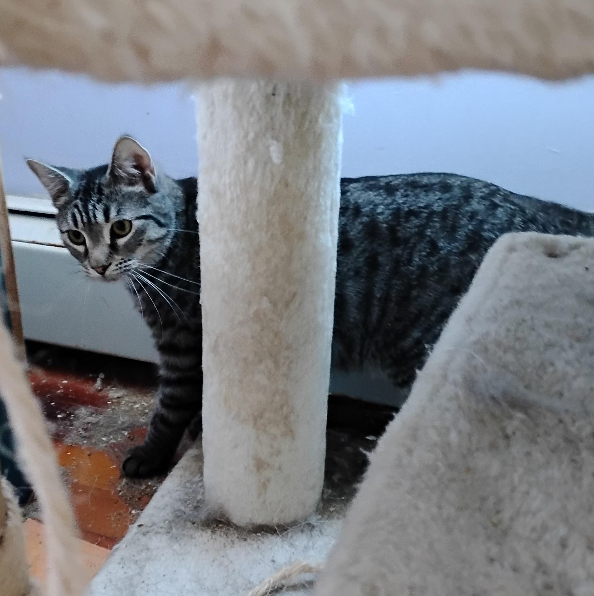 Enlarge Happy, a Adoptable Domestic Short Hair in Springfield, MA image 2/3