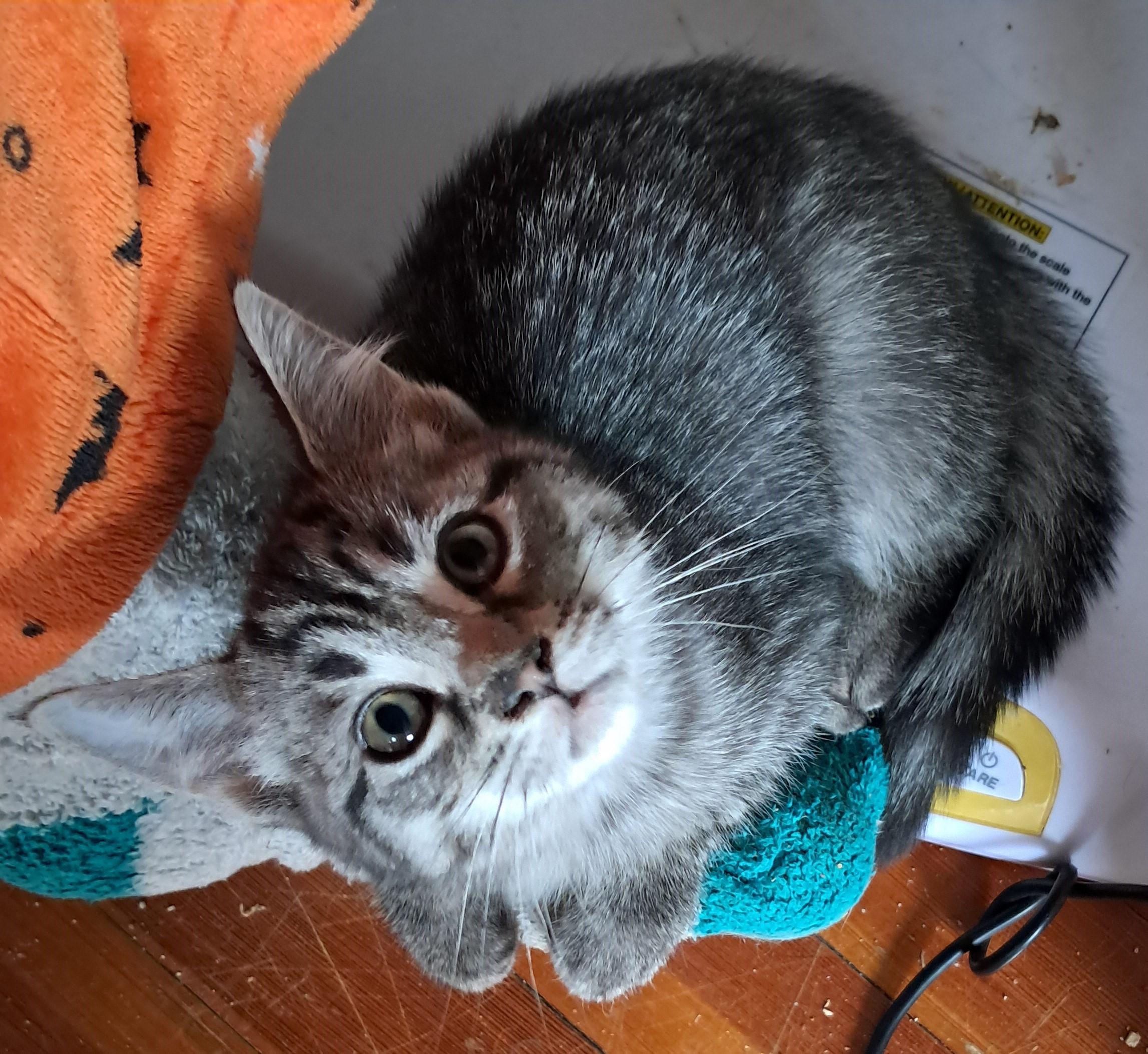 Happy, Adoptable, Kitten Female Domestic Short Hair.