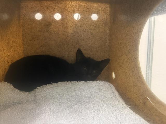 Enlarge PONZER, a Adoptable Domestic Short Hair in Kent, WA image 1/1