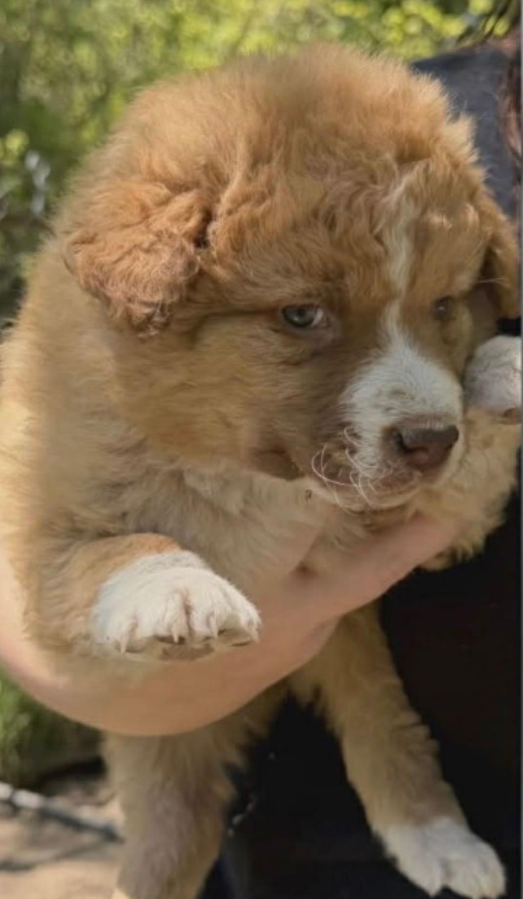 Enlarge Lassie, a ADOPTABLE Border Collie in Hamilton , NJ image 1/1