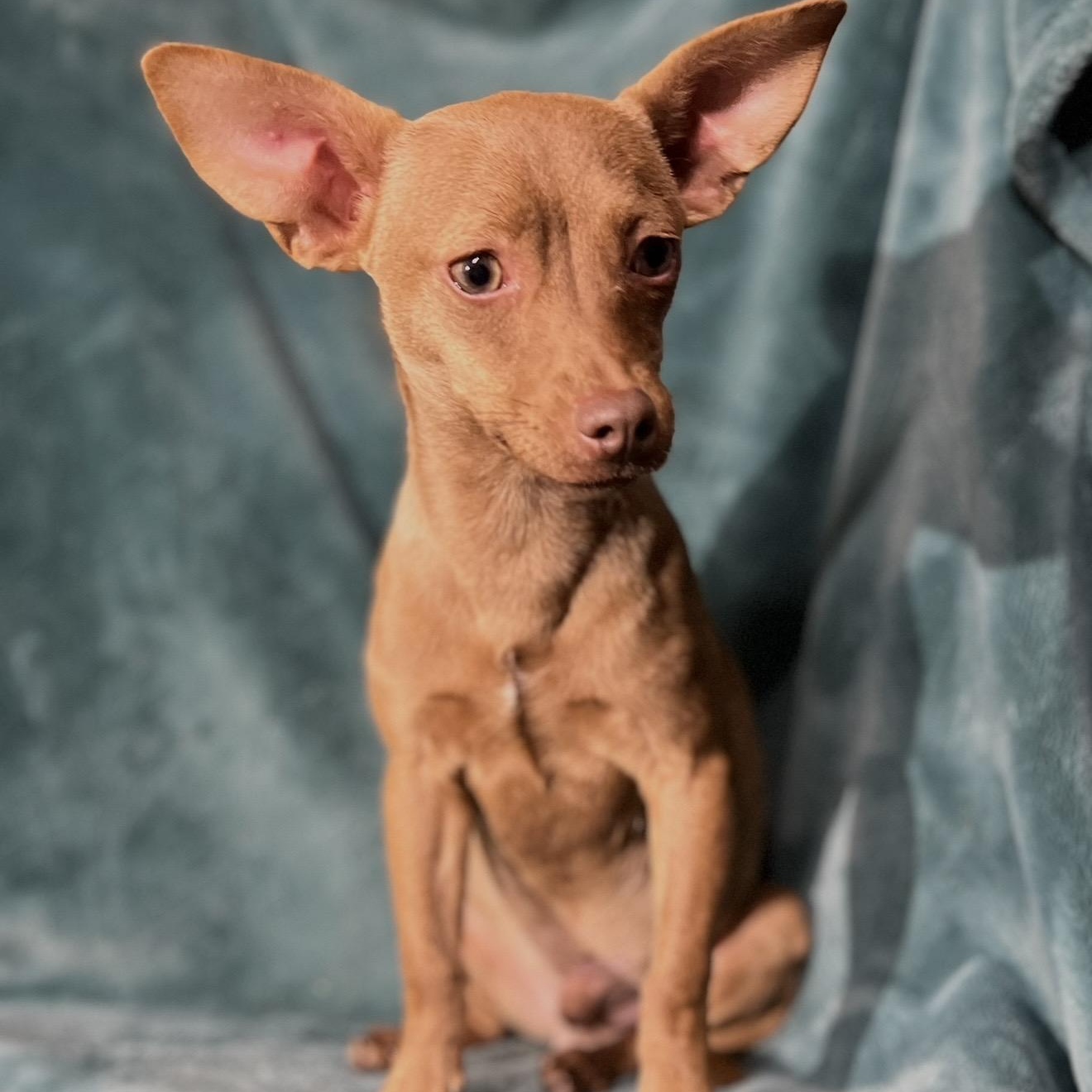 Enlarge Rick , an adopted mixed breed in Pelham, NH image 6/6