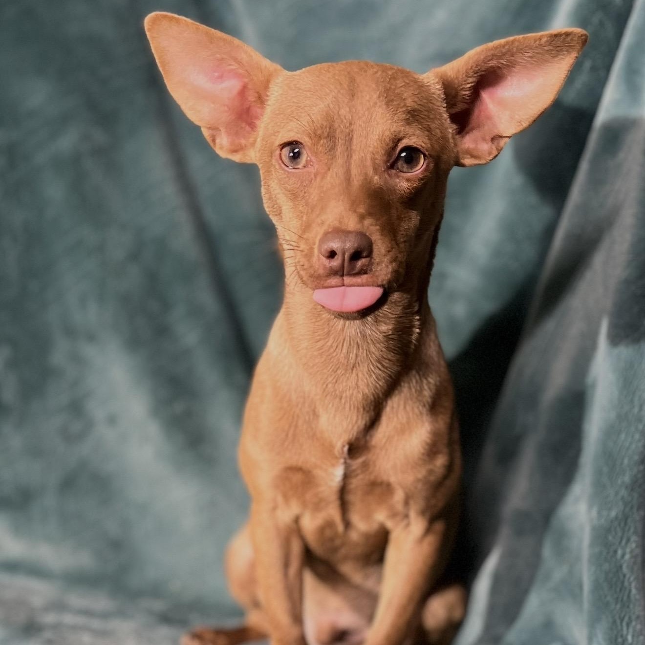 Enlarge Rick , an adopted mixed breed in Pelham, NH image 2/6