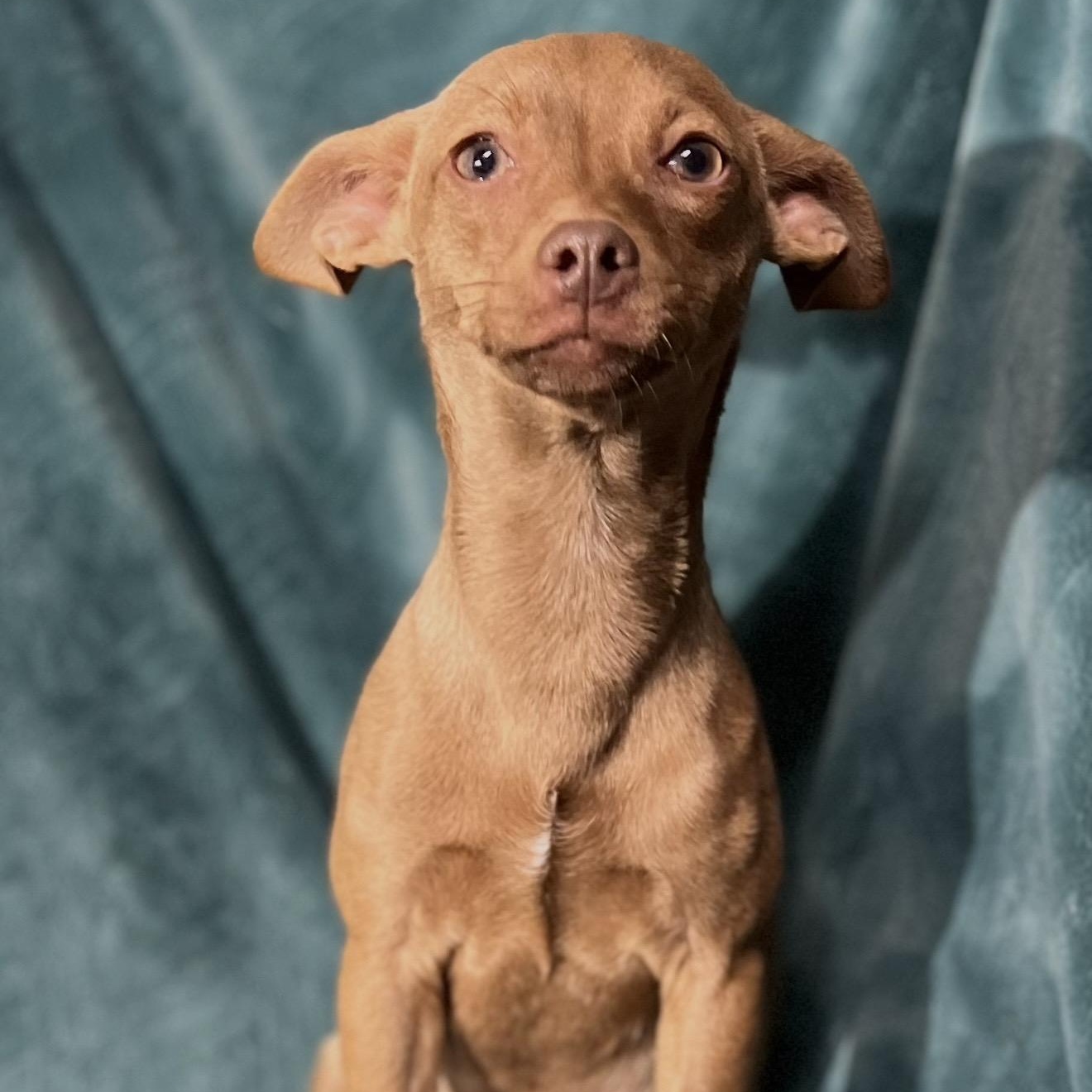 Enlarge Rick , an adopted mixed breed in Pelham, NH image 3/6