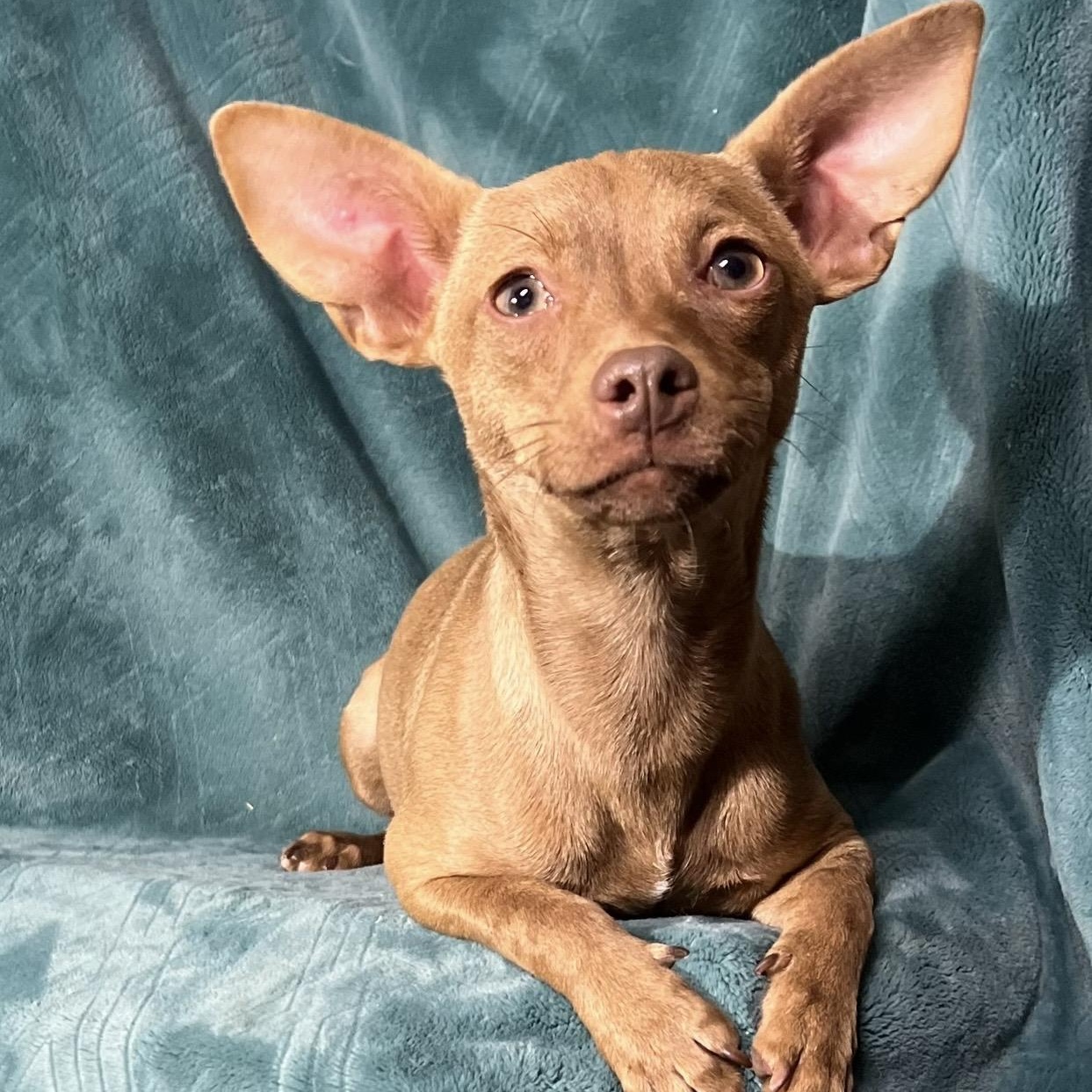 Rick , adopted, Young Male Chihuahua.