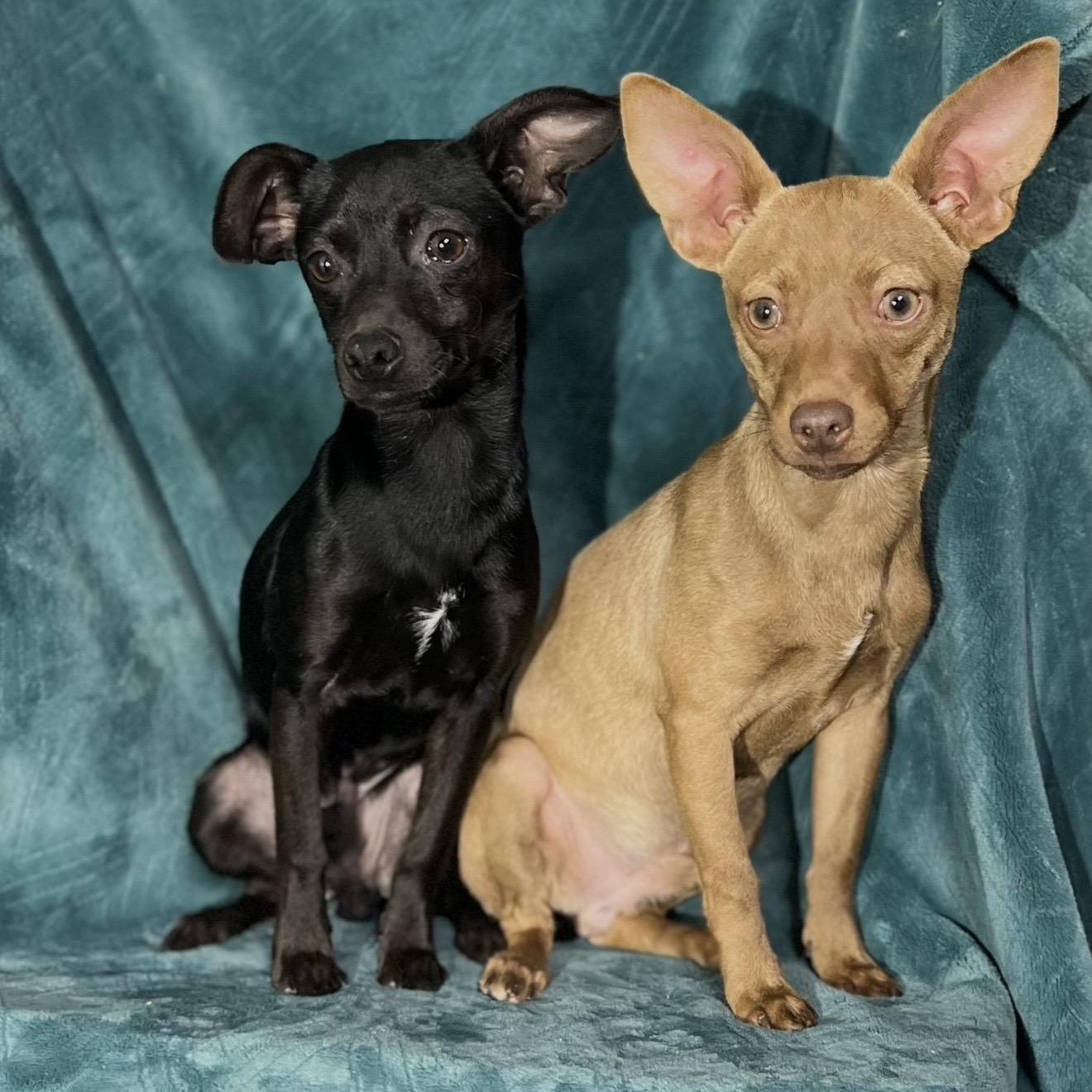 Enlarge Rick , an adopted mixed breed in Pelham, NH image 5/6