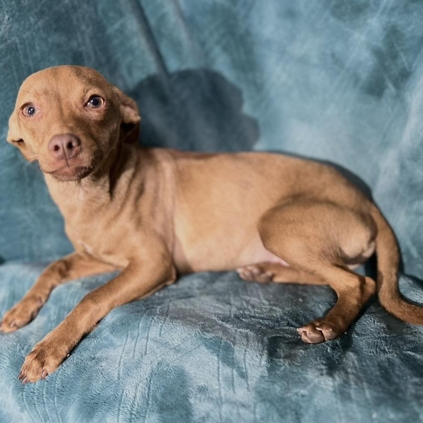 Enlarge Rick , an adopted mixed breed in Pelham, NH image 4/6