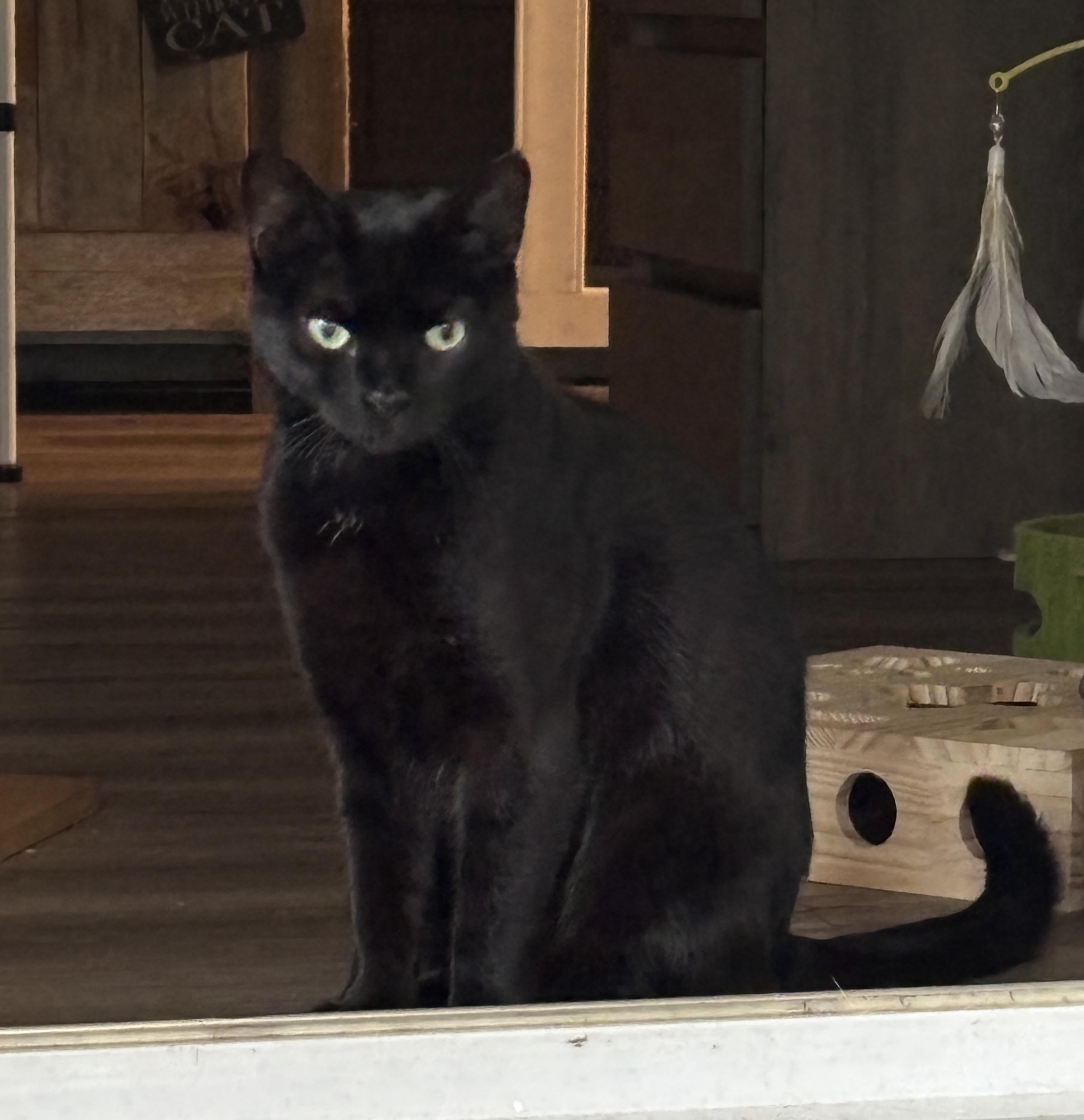 Cleo, a ADOPTABLE mixed breed in Vineyard Haven, MA image 6/6