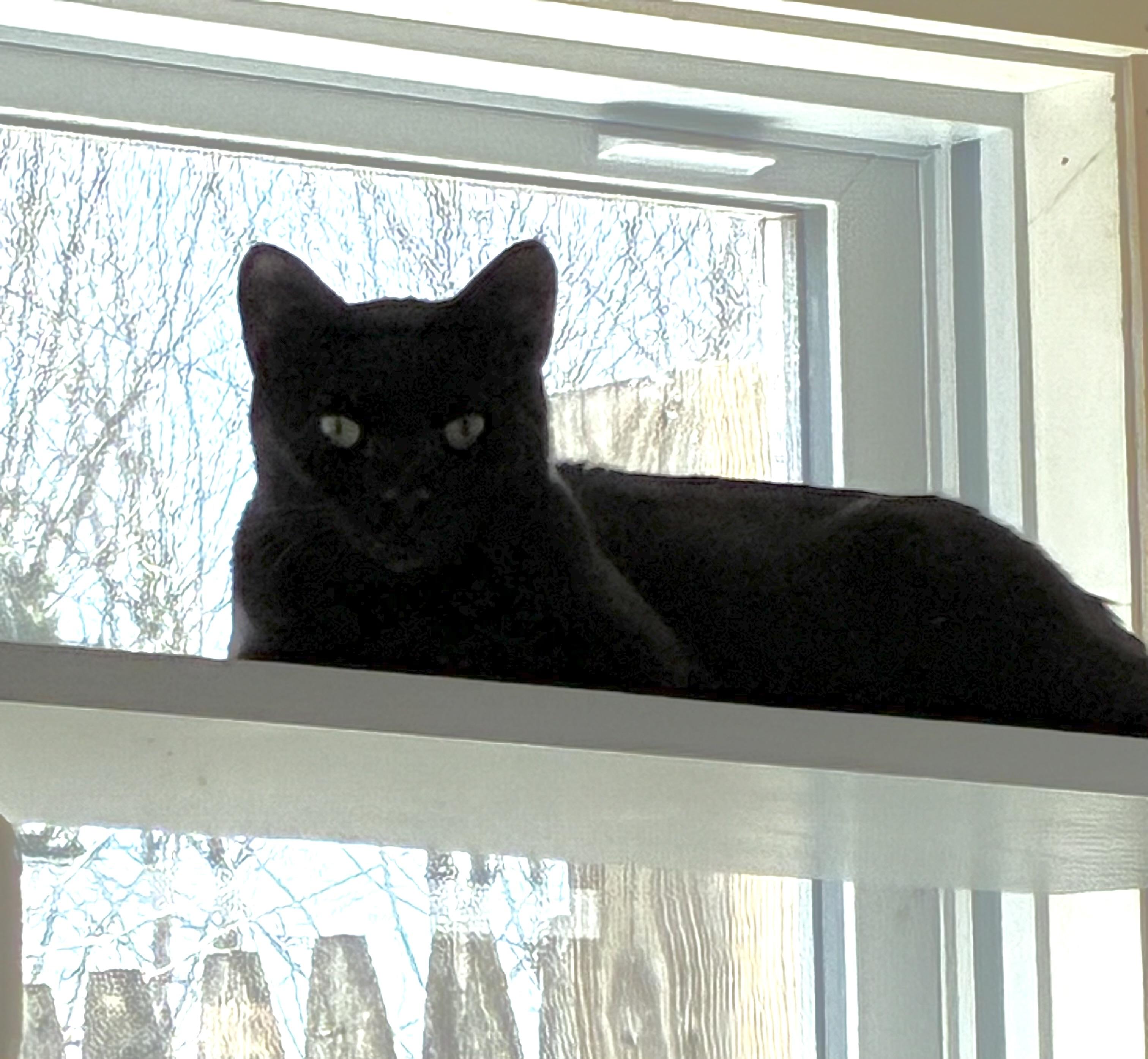 Cleo, ADOPTABLE, Kitten Female Domestic Short Hair.