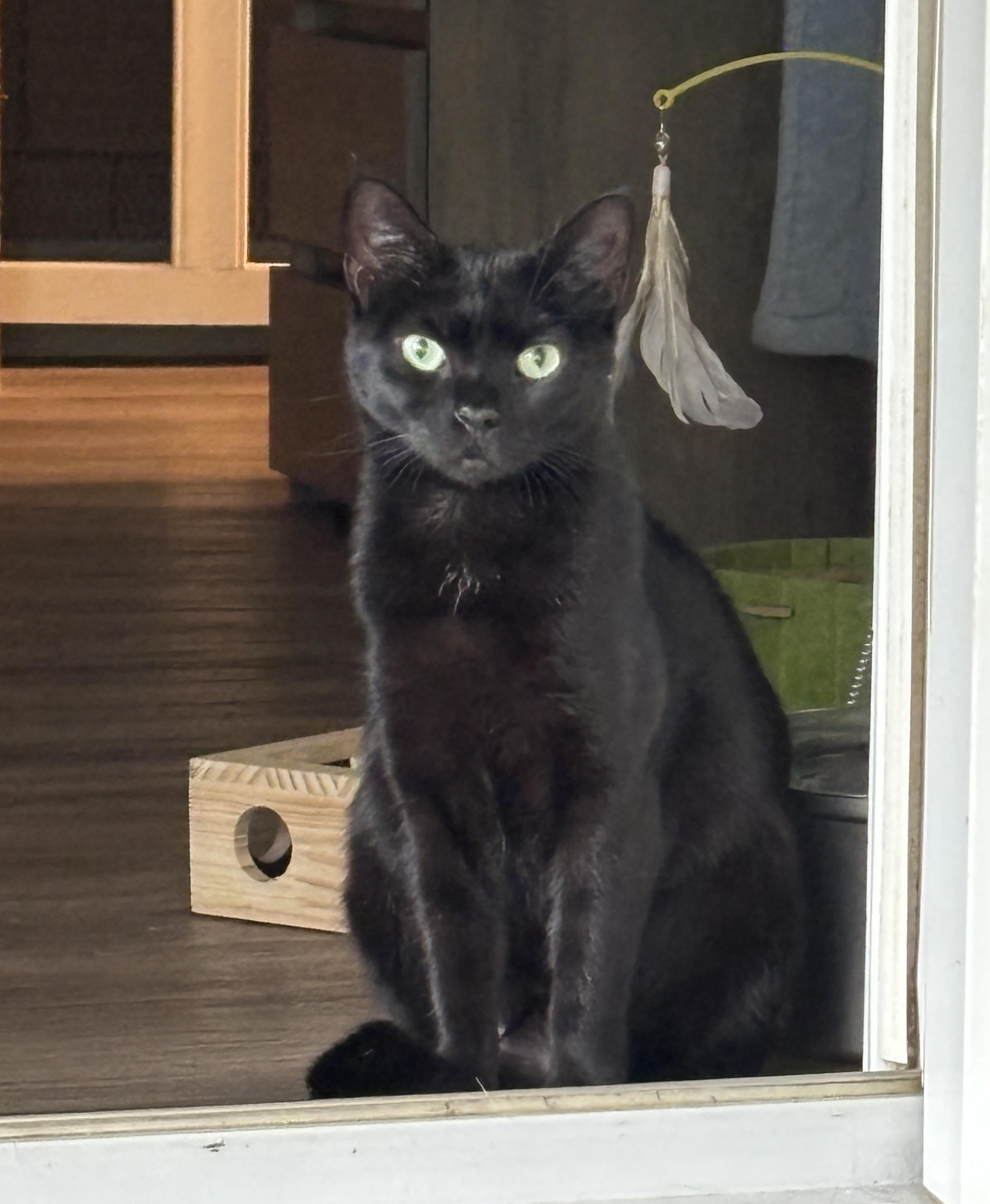 Cleo, ADOPTABLE, Kitten Female Domestic Short Hair.